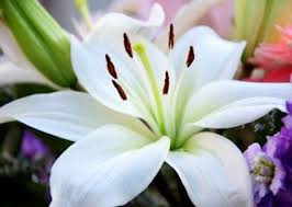 Maybe you would like to learn more about one of these? Top 10 Flower Names Photos Beautiful Flower Names Flower Names Beautiful Flowers