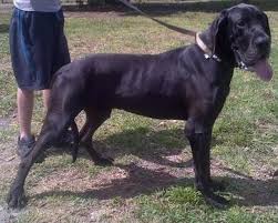 Ready to be adopted today. Great Dane Puppies For Sale In Orlando Florida Classified Americanlisted Com