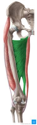 The groin muscles consist of three large groups of muscles that can be injured: Hip Adductors Anatomy Innervation Supply Function Kenhub