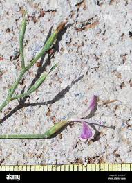 Image result for Dicliptera paniculata