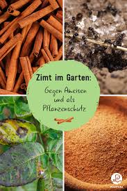 Zimt Im Garten Ein Sinnvoller Pflanzenschutz Plantura Pflanzenschutz Ameisen Im Garten Pflanzen