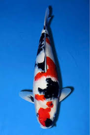 pin von joe shingeru auf koi