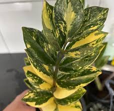 Image result for Zamiokulkas Zamioculcas