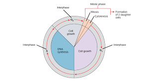 phases of the cell cycle article khan academy