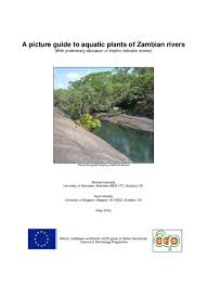 Image result for Limnophila ceratophylloides