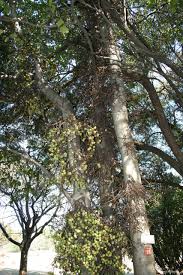 Image result for Ficus sur