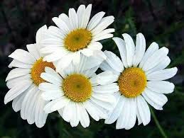 Daisies Cross Stitch Pattern Cross Stitch Pattern Counted Cross Stitch Daisies Pattern Flower Cross Stitch Nature Cross Stitch Types Of White Flowers Daisy Love Types Of Flowers
