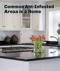 If you face serious ant infestation, i recommend you to take help from any pest control service. Ant Infestation Where Do Ants Hide In The House Kitchen Cabinets Home Decor Diy Kitchen Cabinets