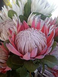 Rust Red King Protea Artificial Silk Flower Perfect For Diy Wedding Home Decor And Craft Protea Flower Artificial Silk Flowers Flower Pots