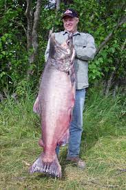 Kenai River Fishing Trips