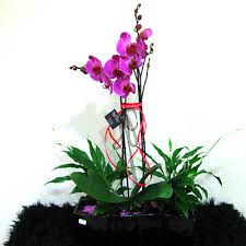 Εκκλησία αγίου σπυρίδωνα στην άσσια. Etsi Apla Orxidees