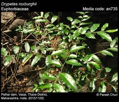 Image result for Putranjivaceae