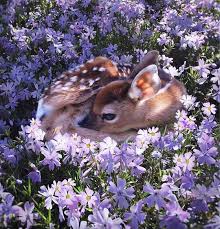 98 7k Followers 638 Following 1 520 Posts See Instagram Photos And Videos From Alice Naylor Leyland Mrsalice Cute Baby Animals Baby Animals Cute Animals