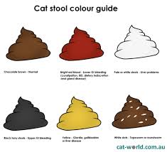 The Scoop On Poop What Your Cats Stool Is Telling You