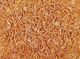 Kamut is an ancient grain that is much easier to digest than conventional wheat. Organic Kamut Khorasan Wheat Grain Place Foods