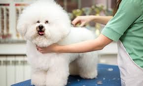 Look at pictures of puppies in florida who need a home. How To Pull Off The Teddy Bear Pomeranian Grooming Technique