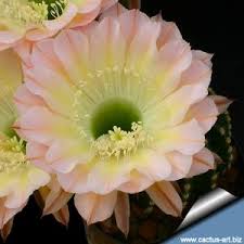 Click to view other data about this site. Cactus Art Nursery Catalogue Index