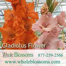 Get the best deal for orange wedding bulk flowers from the largest online selection at ebay.com. Gladiolus Flower Gladiolus Flower Gladiolus Wedding Flowers Orange Wedding Flowers