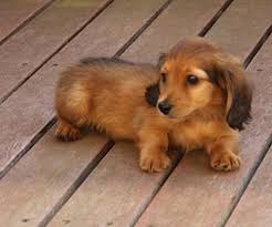 Look at pictures of dachshund puppies who need a home. Oh I Want One So Bad Baby Dachshund Dachshund Puppies Puppies