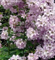 Campanula Loddon Anna Campanula Lactiflora Loddon Anna