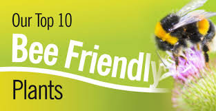 Maybe you would like to learn more about one of these? Bee Friendly Plants Haskins Garden Centres