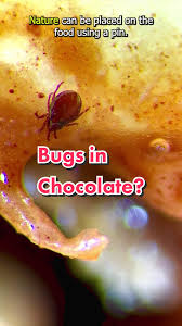 Why Did I Find Tiny Bugs In My Ferrero Rocher Chocolates? - Quora