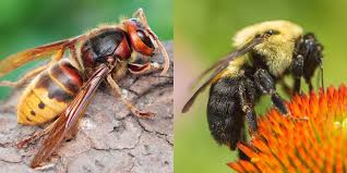 #wasps #keepaway #repellent #traps #waspnest Bees Vs Wasps Vs Hornets How To Id And Tell The Difference