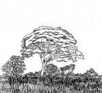 Image result for Julbernardia globiflora