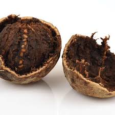 Image result for Landolphia kirkii