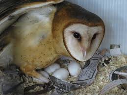 Owl Glossary International Owl Center International Owl