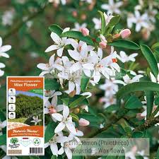 Image result for Eriosema pauciflorum