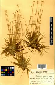 Image result for Eriocaulon afzelianum