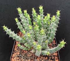 Image result for Euphorbia schinzii