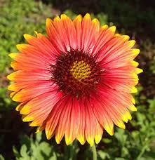 Gaillardia University Of Florida Institute Of Food And Agricultural Sciences