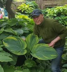 Funkia) is a genus of plants commonly known as hostas, plantain lilies and occasionally by the japanese name gibōshi. Welcome Hosta Valley