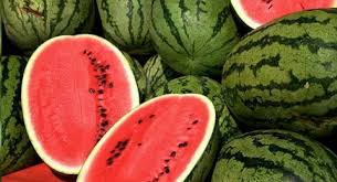 Maybe you would like to learn more about one of these? Growing Watermelon From Seed Salisbury Greenhouse