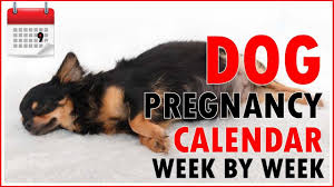 Pin On Border Collies