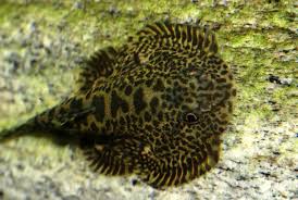 Image result for Kotschya speciosa