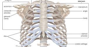 The rib cage is the arrangement of ribs attached to the vertebral column and sternum in the thorax of most vertebrates, that encloses and protects the vital organs such as the heart, lungs and great vessels. Human Thoracic Cage Labeled Diagram Anatomy And Structure