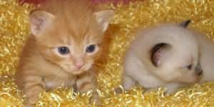 Take notice of the type of death that the cat is suffering from, is it drowning and suffocation? Dead Kitten Interpretation Of The Dream Book Why Do Dead Cats Or Kittens Dream From A Dream Book