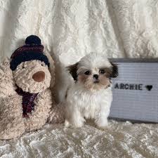 Adopt a rescue dog through petcurious. Luv Of Pups Shih Tzu Puppies Home Facebook