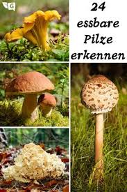 Pin Auf Garten