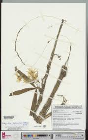 Image result for Platycoryne buchananiana