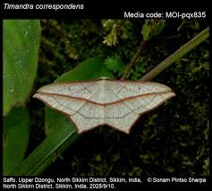 Image result for Timandra griseata