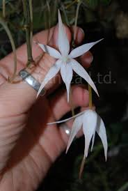 Image result for Aerangis kirkii