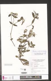 Image result for Pandiaka