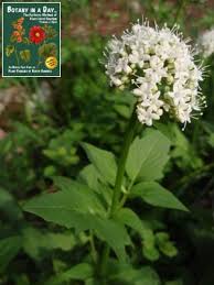 Image result for Valerianaceae