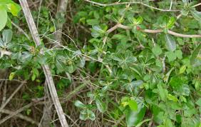 Image result for Manilkara mochisia