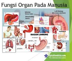 We did not find results for: Fungsi Organ Pada Manusia Dan Jenis Gangguannya Ciptacendekia Com
