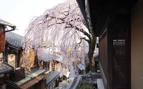 Save more with subscribe & save. Japan S Cherry Blossoms Are In Full Bloom Mdash See The Photos Travel Leisure